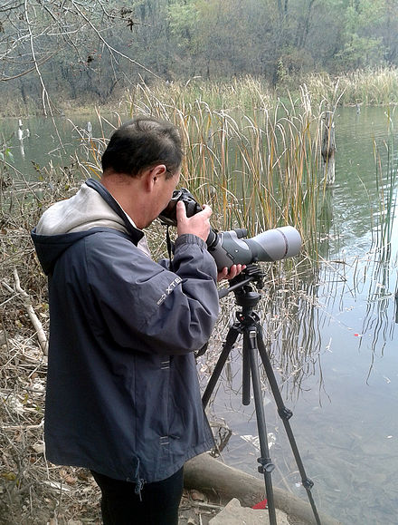 Digiscoping waterfowl