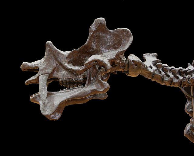 Череп и шейные позвонки скелета уинтатерия (Uintatherium anceps) в Йельском университете (Коннектикут, США)