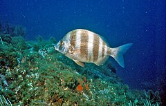 Diplodus cervinus