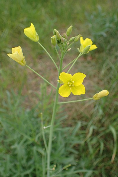 File:Diplotaxis tenuifolia kz05.jpg