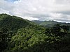 Rainforest in the inland of Dominica