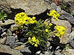 Draba cuspidata 3. 
 JPG