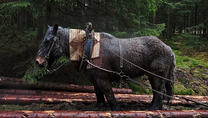 File:Draft horse pulling logs in Parc naturel Hautes Fagnes, Eupen, Belgium (VeloTour 54 to 55, DSCF3703).jpg