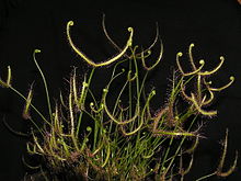 Untergattung Drosera Sektion Phycopsis: Drosera binata