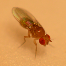 Drosophila paulistorum