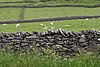 Dry stone wall sheep fields - Castleton.jpg