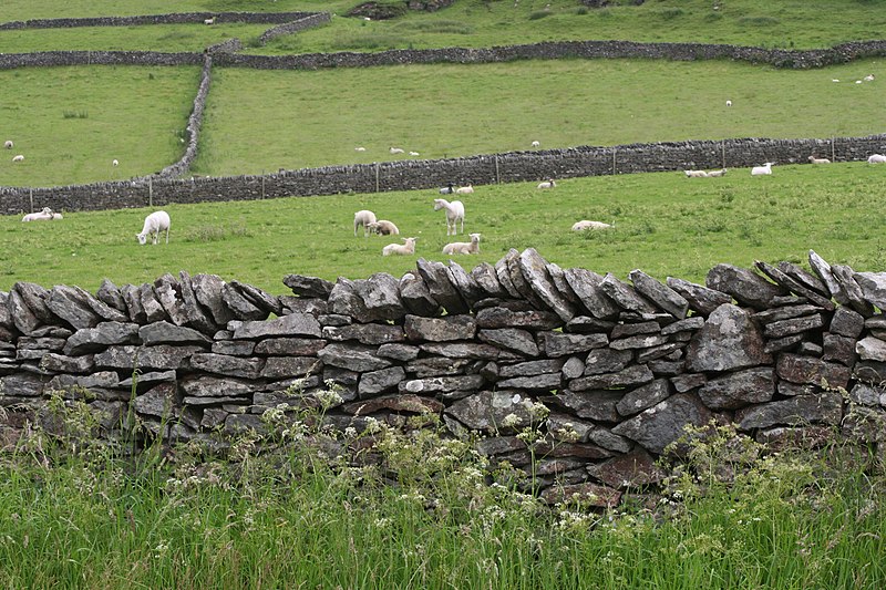 File:Dry stone wall sheep fields - Castleton.jpg