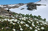 D. octopetala, fjällsippa