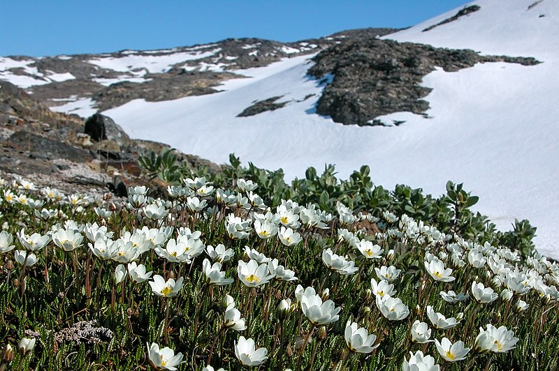 File:Dryas-octopetala-2003.jpg