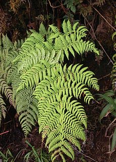 <i>Dryopteris macropholis</i> Species of fern