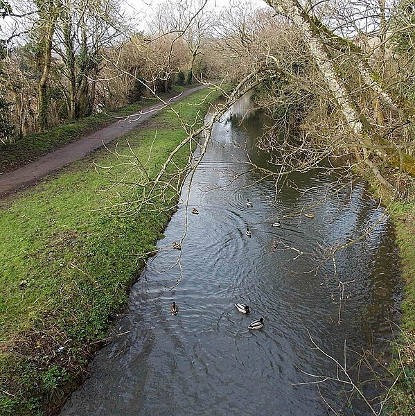 File:Ducks on the canal, Rogerstone, Newport - geograph.org.uk - 3972820.jpg