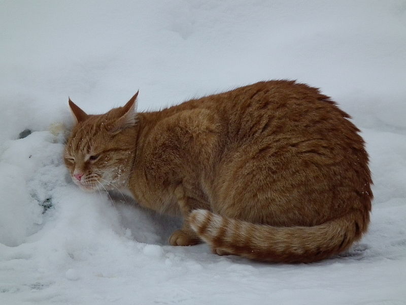 File:Duftspuren im Schnee.JPG