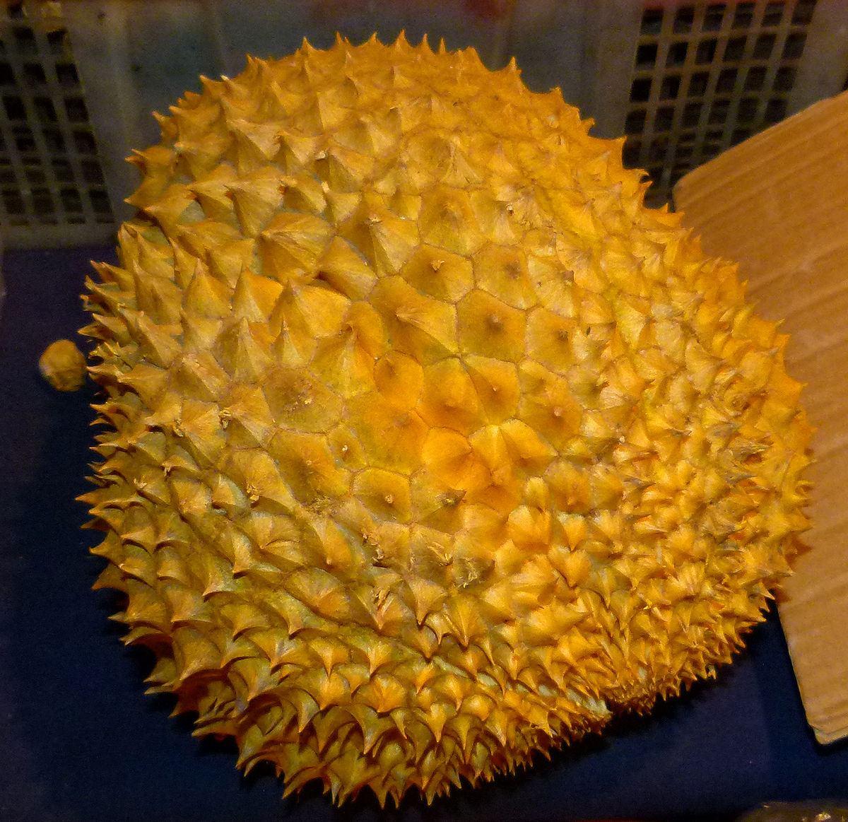 Durianfrucht