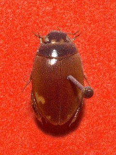 <i>Agabus didymus</i> Species of beetle