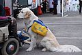 ENVA - JPO2010 - chien d'assistance pour handicapé ter.JPG