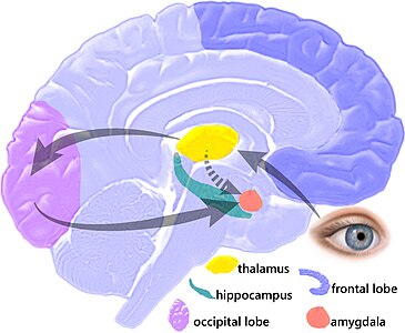 Self control: Study amygdala hijack and explain the neuronic circuit of fear in the sudden view of a "snake" or a snake. Then turn the circuit between amygdala and frontal lobe (thoughts, imagination) instead of between amygdala and optical lobe, to explain anger. Testify that an untrained anger circuit does not permit a clear reading of a text in front of our eyes for a few days, in a Wikipedia talk page. In a following lesson, use the anger circuit to analyze timing in Paradise and Hell story.