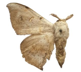 <i>Eadmuna guianensis</i> Moth species in family Mimallonidae