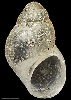 <i>Eatoniella rakiura</i> Species of gastropod