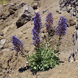 <i>Echium gentianoides</i> Species of flowering plant