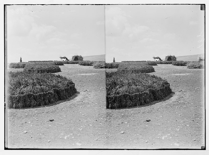 File:Economic plants. Curing sesame (Sesamum indicum L.) LOC matpc.05864.jpg