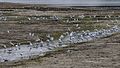 * Nomination A flock of little egrets (Egretta garzetta). Adana, Turkey. --Zcebeci 10:47, 13 November 2016 (UTC) * Decline I think the background is too noisy and the WB seems a bit too cold. --Slaunger 20:32, 13 November 2016 (UTC)