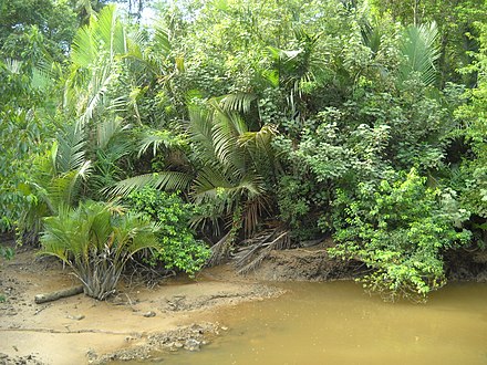Marsh ecosystem in Bangka Island