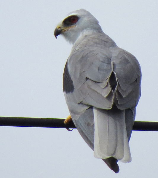 File:Elanus leucurus (Aguililla blanca - Gavilán maromero) (24911666873).jpg