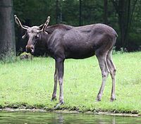 Elch (Alces alces), Tierpark Hellabrunn, München