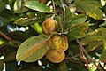 Elephant apple