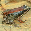 Vignette pour Eleutherodactylus bilineatus