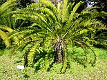 Example of extant cycad, Encephalartos longifolius Encephalartos longifolius02.jpg