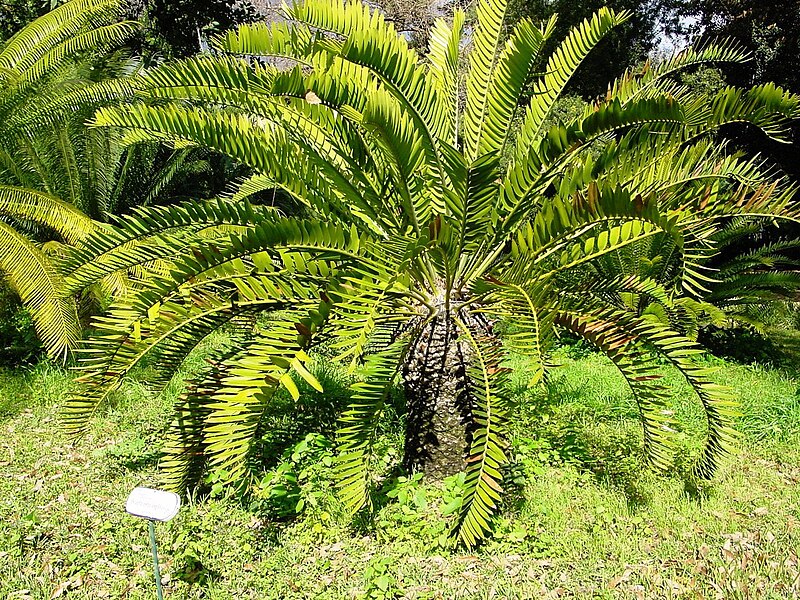 File:Encephalartos longifolius02.jpg