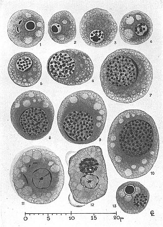 <i>Nucleophaga</i> Genus of fungi