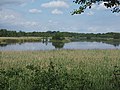 Duck catching large pond.JPG