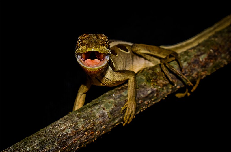 File:Enyalius bilineatus no Parque Estadual de Caparao por Lucas Rosado (08).jpg