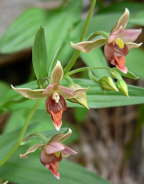 Descrierea imaginii Epipactis gigantea 3.jpg.