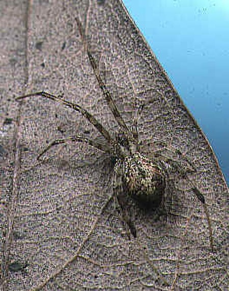 Episinus