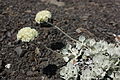 Eriogonum ovalifolium