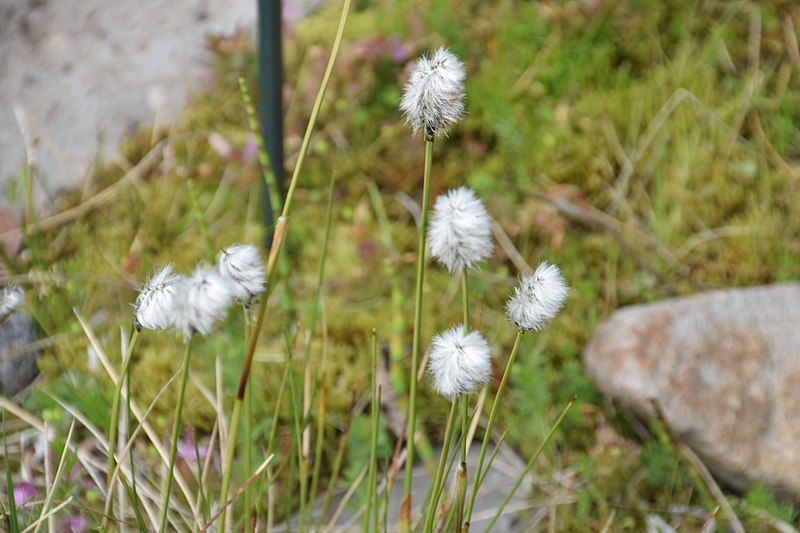 File:Eriophorum vaginatum in Jardin Botanique de l'Aubrac.jpg