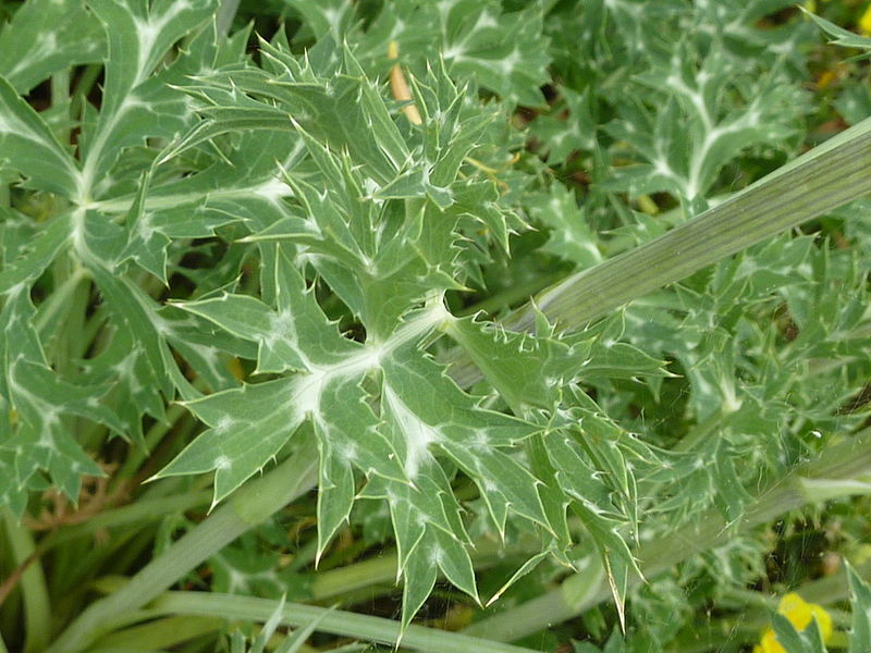 File:Eryngium bourgatii (Umbelliferae) leaves.JPG