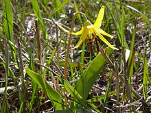 Erythronium grandiflorum Erythronium grandiflorum (3531694919).jpg