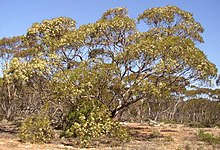 Eucalyptus oleosa, also part of the mallee collection. Eucalyptus-oleosa-tree-2.jpg
