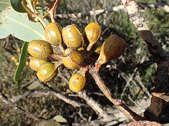 fruit Eucalyptus extrica fruit.jpg