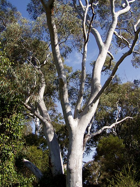 Eucalyptus_mannifera