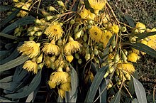 Eucalyptus petiolaris жълти цветя.jpg