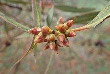 Flower buds Eucalyptus phenax buds.jpg