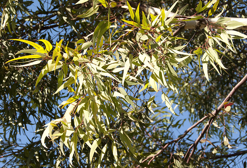 File:Eucalyptus wandoo 1.JPG