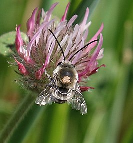 Eucera actuosa