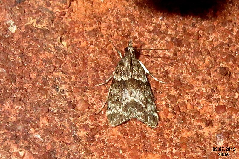 File:Eudonia mercurella (FG) (23723872670).jpg