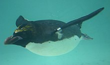 Tučňák žlutorohý pod vodou